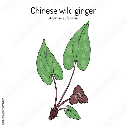 Chinese wild ginger (Asarum splendens), ornamental and edible plant