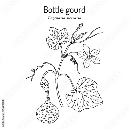 Bottle gourd or calabash (Lagenaria siceraria), edible and medicinal plant. Hand drawn vector illustration