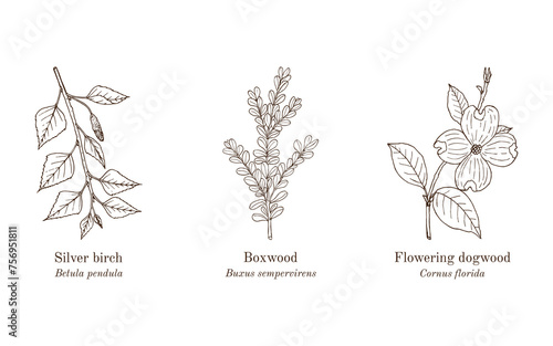 Collection of edible and medicinal plants