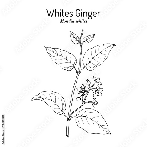 Whites Ginger (Mondia whitei), edible and medicinal plant. Hand drawn vector illustration © foxyliam