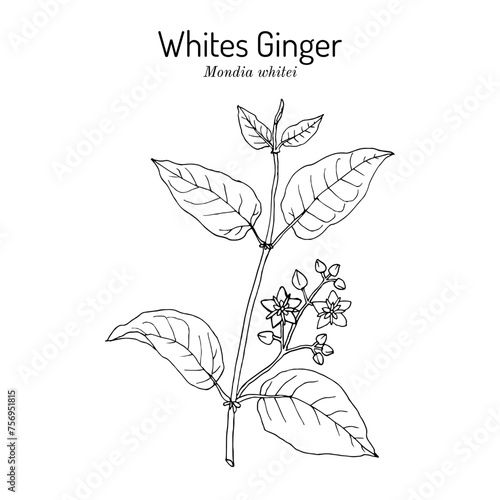 Whites Ginger (Mondia whitei), edible and medicinal plant. Hand drawn vector illustration