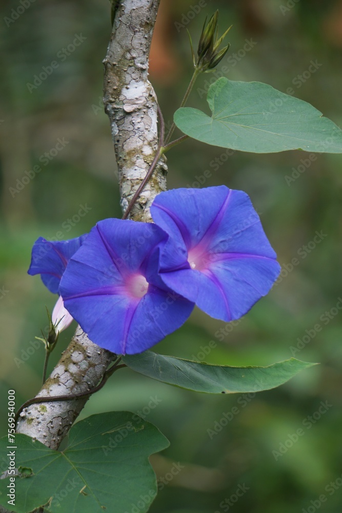 Ipomoea nil (Ipomoea morning glory, picotee morning glory, ivy morning glory, Japanese morning