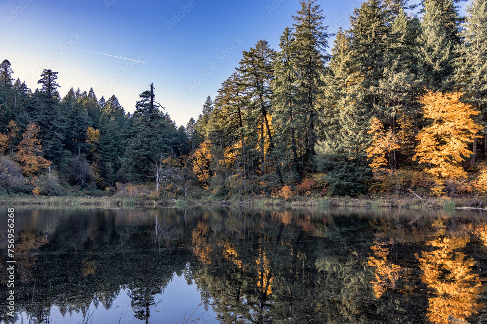 Mysterious landscape of a picturesque autumn wild forest on the shore of an old pond with a mirror surface and reflection