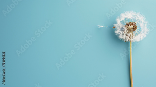 Wallpaper Mural 空色の背景に置かれたタンポポの綿毛 Torontodigital.ca