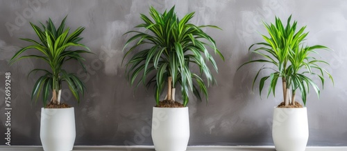Three houseplants in flowerpots are displayed on a table against a wall, creating a serene indoor landscape with terrestrial plants photo