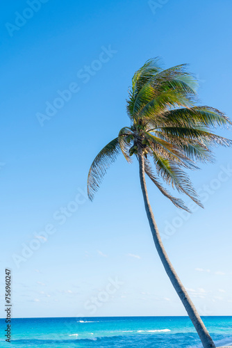 coconut tree in front of colorful blue Caribbean Sea
