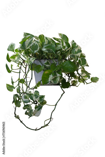 Peperomia scandens variegate or Cupid Peperomia growing in plastic pot isolated on white background included clipping path.