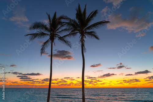 coconut tree silhouette with sunrise sea