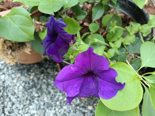 Ipomoea nil is a species of Ipomoea morning glory known by several common names, including picotee morning glory, ivy morning glory, ivy-leaf morning glory, and Japanese morning glory. photo