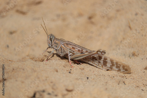 Desert locust (Schistocerca gregaria) short-horned grasshopper