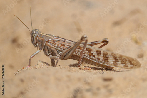Desert locust (Schistocerca gregaria) short-horned grasshopper © ismael