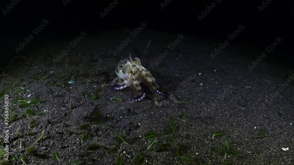 Coconut Octopus - Amphioctopus marginatus is hunting in the night. Sea life of Tulamben, Bali, Indonesia. Coconut Octopus - Amphioctopus marginatus is hunting in the night. Sea life of Tulamben, Bali, Indonesia.