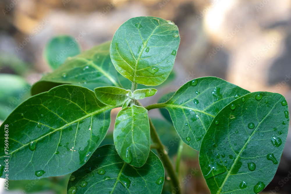 Obraz premium Ashwagandha green plants in the garden. Withania somnifera ( Ashwagandha ) in garden, Medicinal Herbs