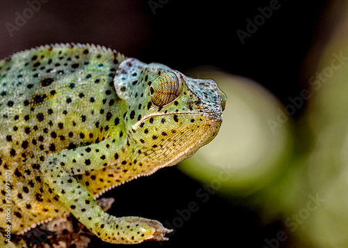 Common chameleon, portrait, European chameleon Chamaeleo chamaeleon - a species of lizard from the chameleon family Chamaeleonidae. Close-up photography, Zanzibar near Jambiani