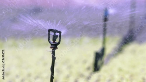 Sprinklers rotate, ensuring water distributed uniformly across plants photo