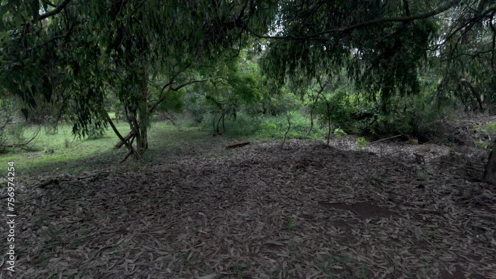 Serene Forest Clearing Dry, scattered leaves Serene Forest Clearing Dry, scattered leaves