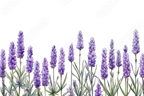 Lavender flower meadow cute watercolor illustration, vector illustration of floral meadow grass, flower decoration, flower field, Purple flowers clipart 