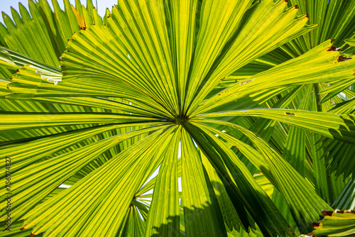 An Australian fan palm leaf found in the tropical rainforests  swamps and on river banks of North Queensland in Australia where it is endemic.