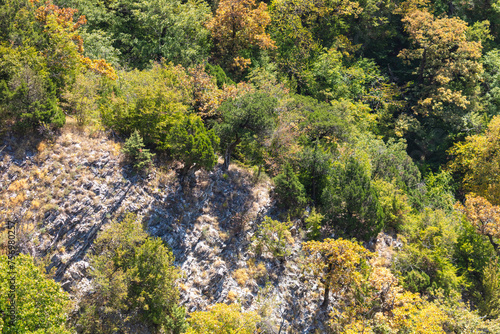 Fototapeta Naklejka Na Ścianę i Meble -  Trees on the mountainside as a background