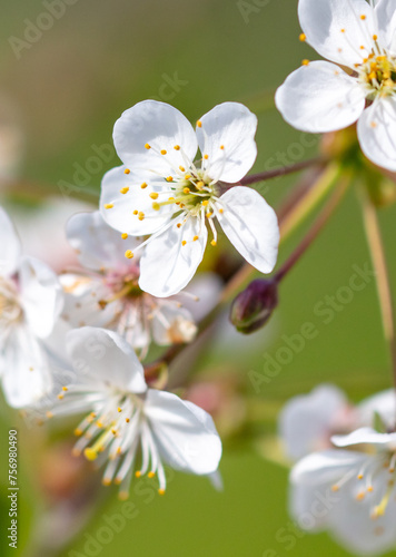 Flowers on a cherry tree in spring. Close-up
