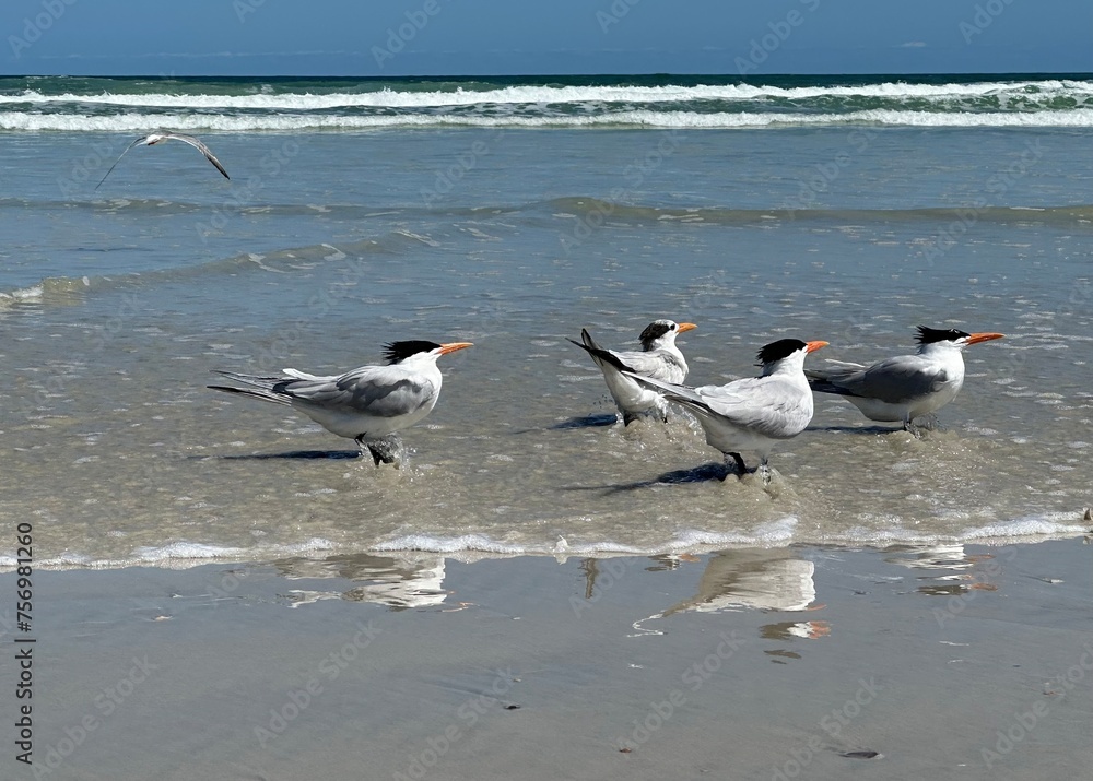 Terns bathing at the ocean's edge, with reflections, crashing waves, and a blue sky in the background. Terns bathing at the ocean's edge, with reflections, crashing waves, and a blue sky in the background.