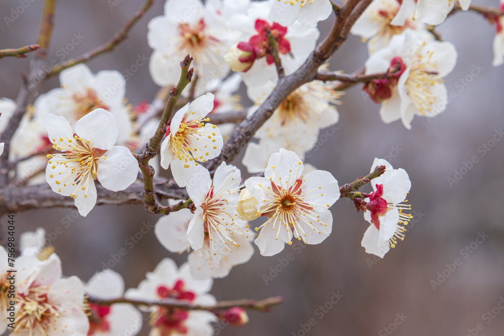 Obraz premium 초봄에 활짝 핀 매화 나뭇가지.