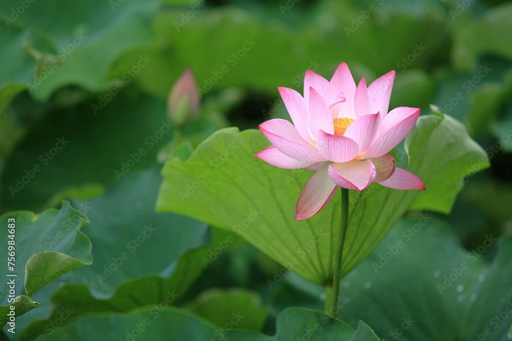 お寺の本堂などで、蓮の花の絵や、蓮の花をモチーフにした飾りなどを見かけるように、蓮が仏教では極楽の花とされてきたことは皆さまご存知の通りです。