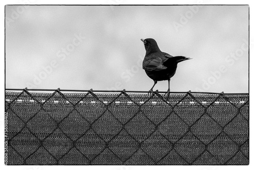 Blackbird (Turdus merula) © Jakub Wąsowicz