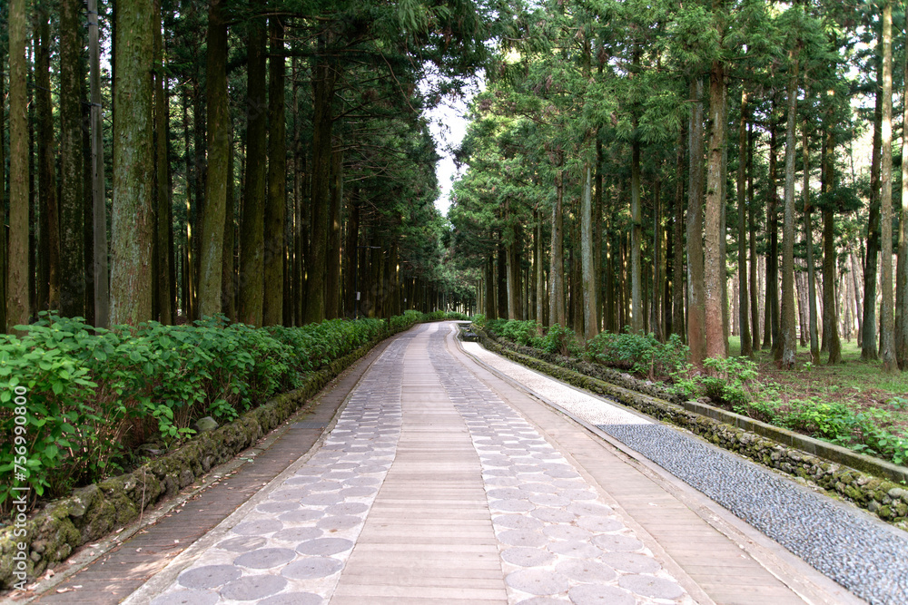 Forest of cedar tree and footpath Forest of cedar tree and footpath