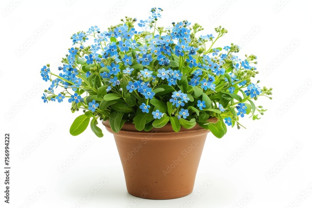 Forget me not flowers isolated in white pot