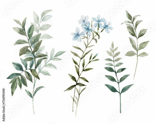 Set with watercolor leaves and flowers. Delicate plants and flowers. Botanical modern illustration. Clip art. © zenina