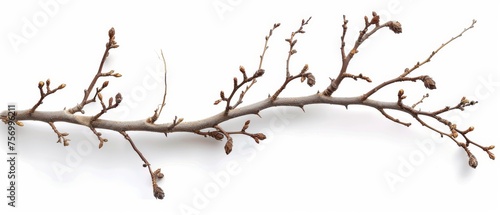 Isolated corkscrew hazel branch on white background