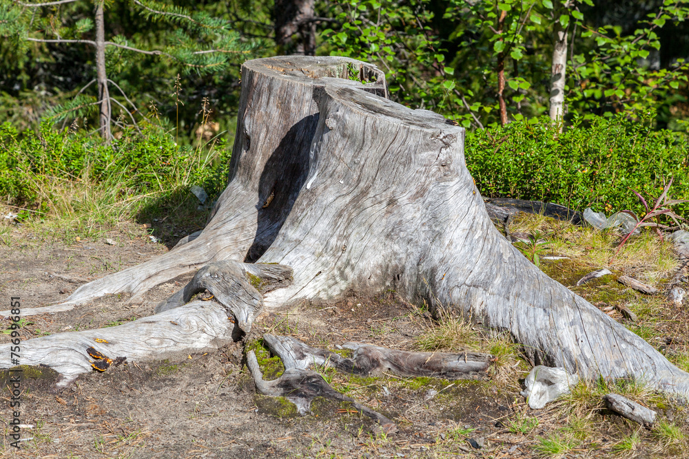 Old tree stump in a forest Old tree stump in a forest