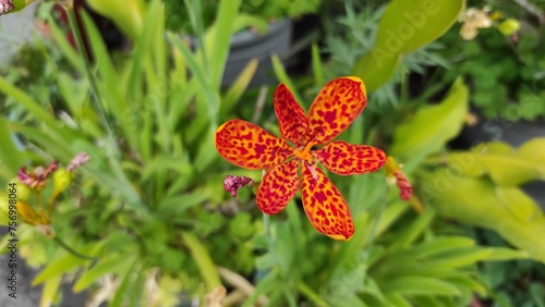 Iris domestica flowers  photo