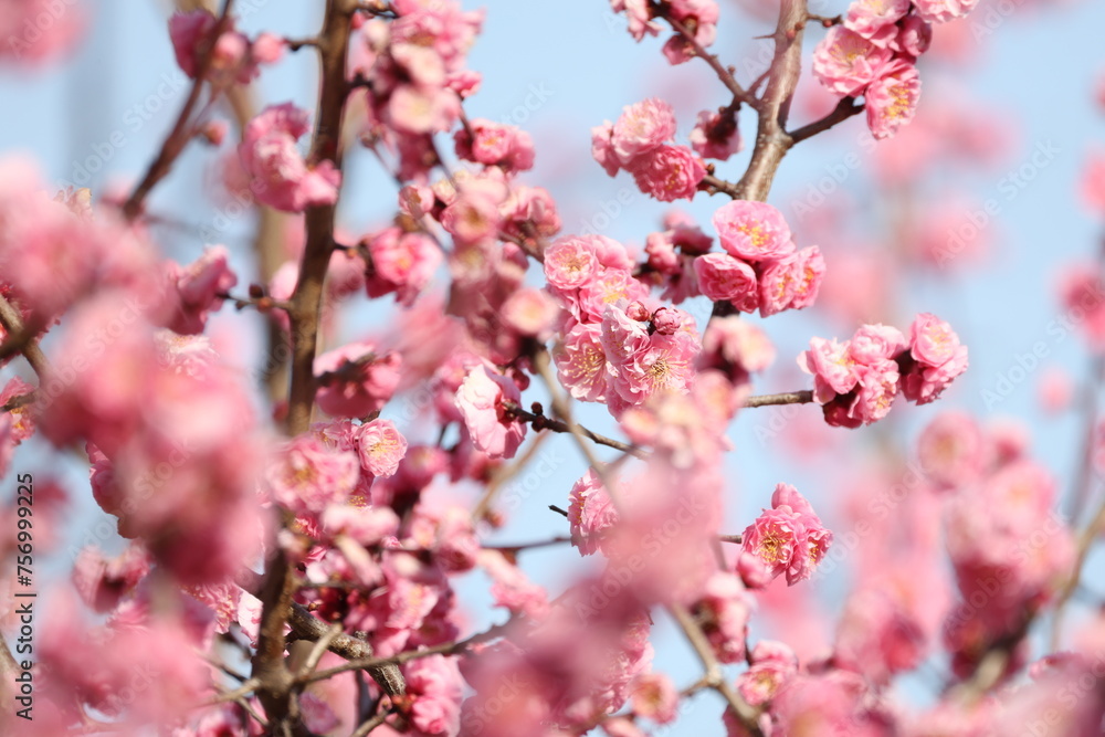 開花したピンク色の梅の花 開花したピンク色の梅の花
