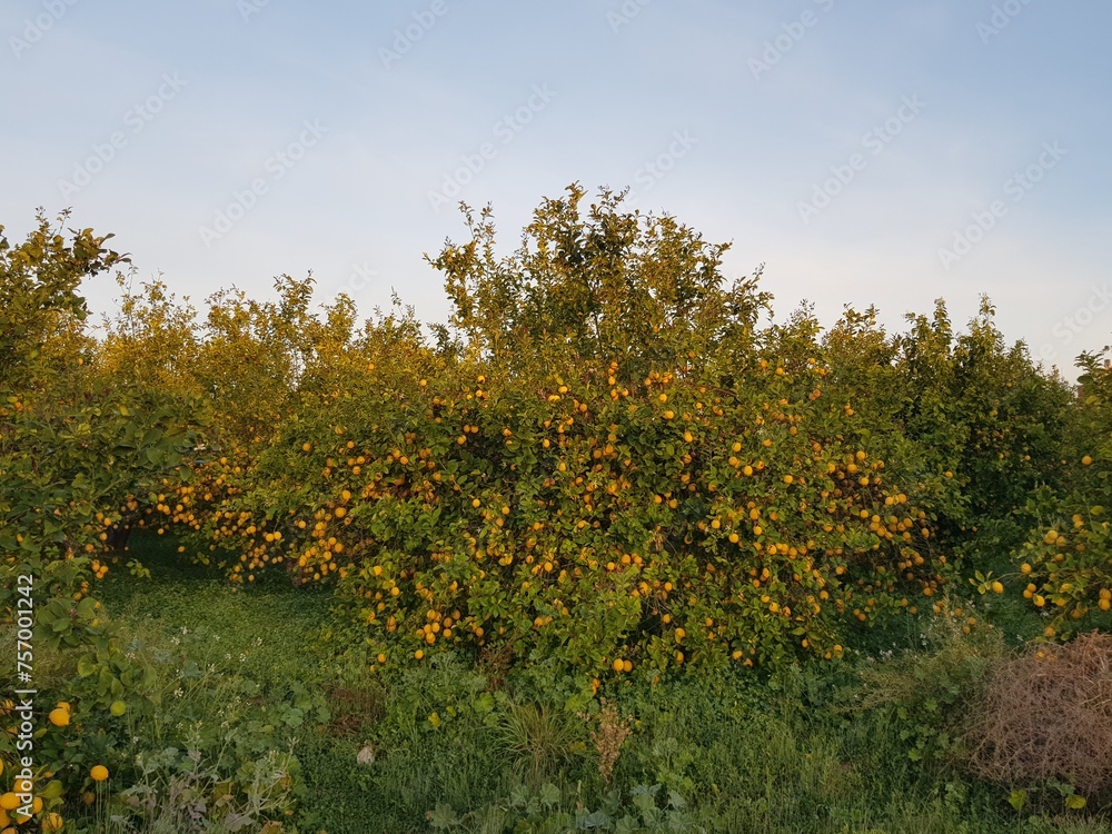Fototapeta premium Limoneros cargados de limones, frutas, cosechas 