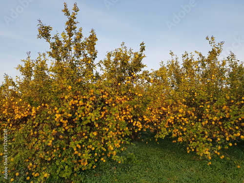 Huerta de Murcia, limoneros con frutas 