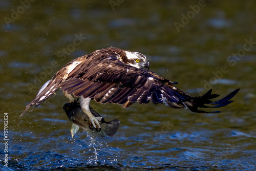 The beautiful flight characteristics of Brahminy Kite, White-bellied Sea-eagle, and Osprey in Thailand. photo