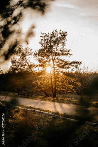 Sonnenuntergang scheint durch Bäume auf einem schönen Feld