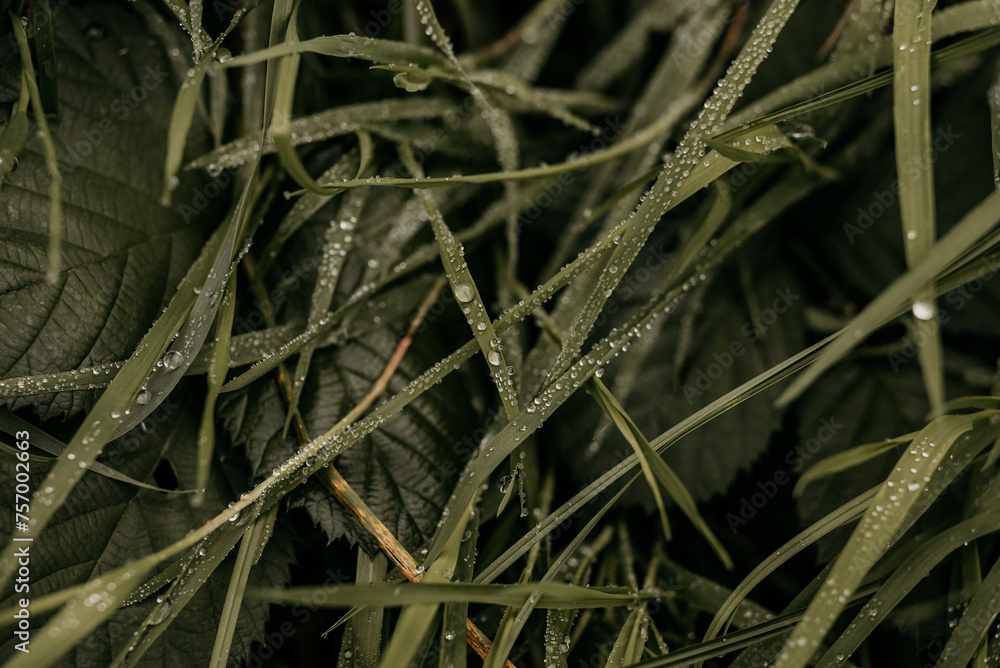 Grashalme mit perlenden Wassertropfen