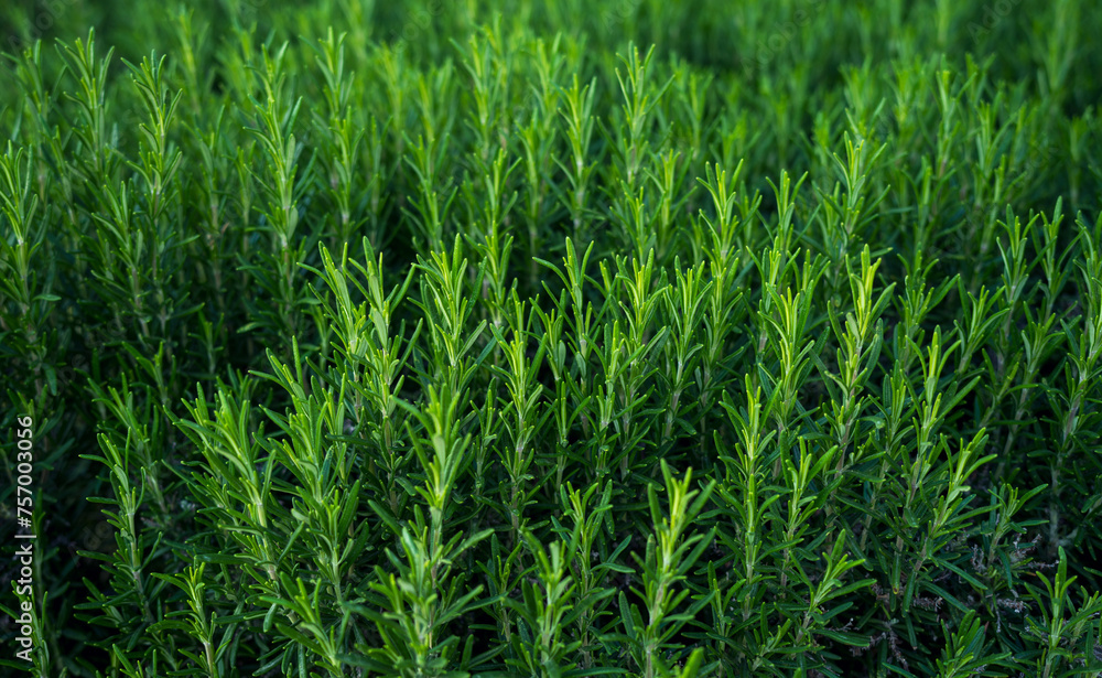 Rosemary herb, rosemary growing background Rosemary herb, rosemary growing background