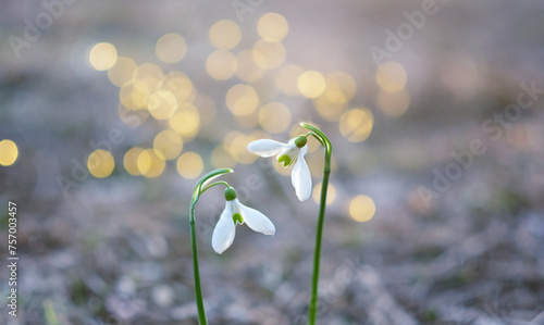 spring nature background. white snowdrop flowers close up on abstract blurred natural backdrop. Beautiful gentle snowdrops, symbol of spring. early spring season