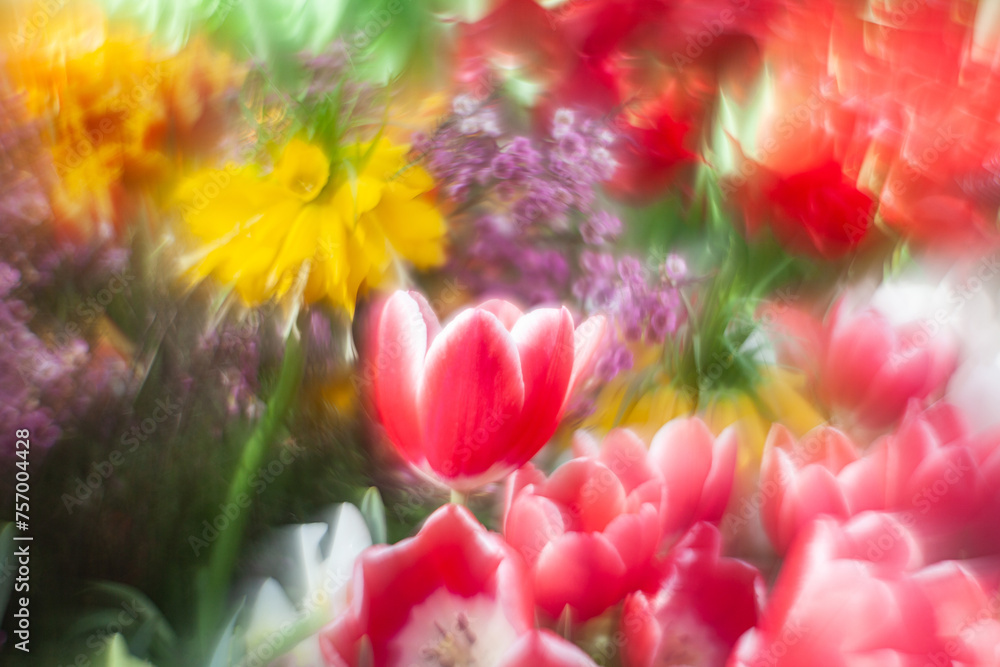 blooming red tulip in soft light on a blurred bokeh background, leaves and other flowers