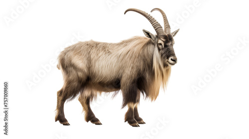 Graceful Markhor Isolation on transparent background