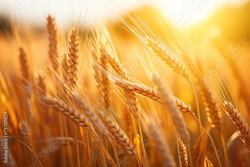 Sunset rays of sunshine on ripe wheat in summer field  close-up macro.