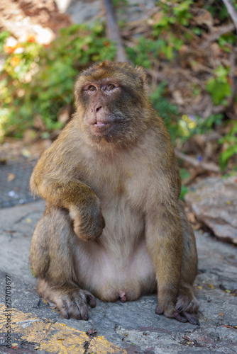 japanese macaque sitting on a rock © victor