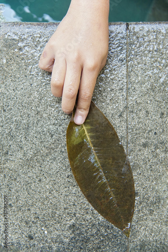little hands holding a leaf over pool side