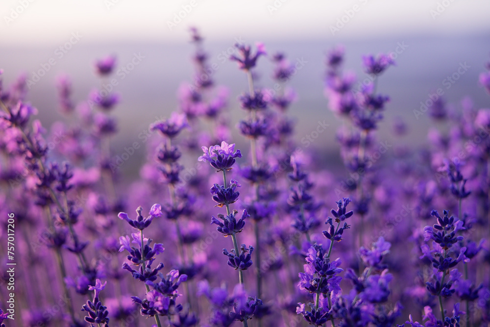 Naklejka premium Lavender flower background. Violet lavender field sanset close up. Lavender flowers in pastel colors at blur background. Nature background with lavender in the field.