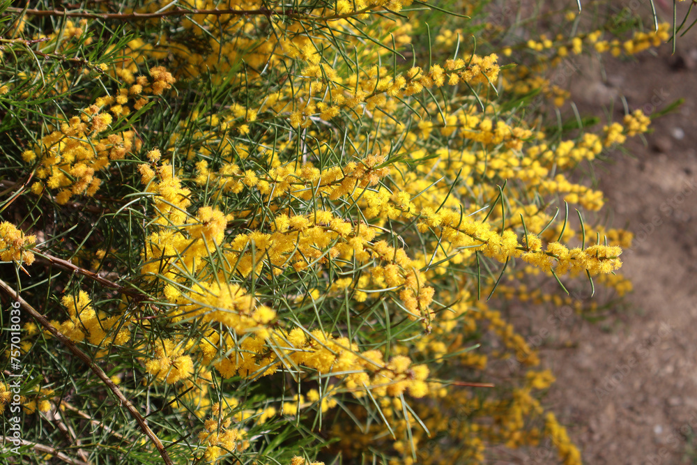 variété de mimosa enterocarpa variété de mimosa enterocarpa