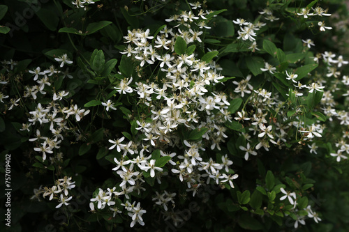 white inflorescence of Clematis vitalba climber photo